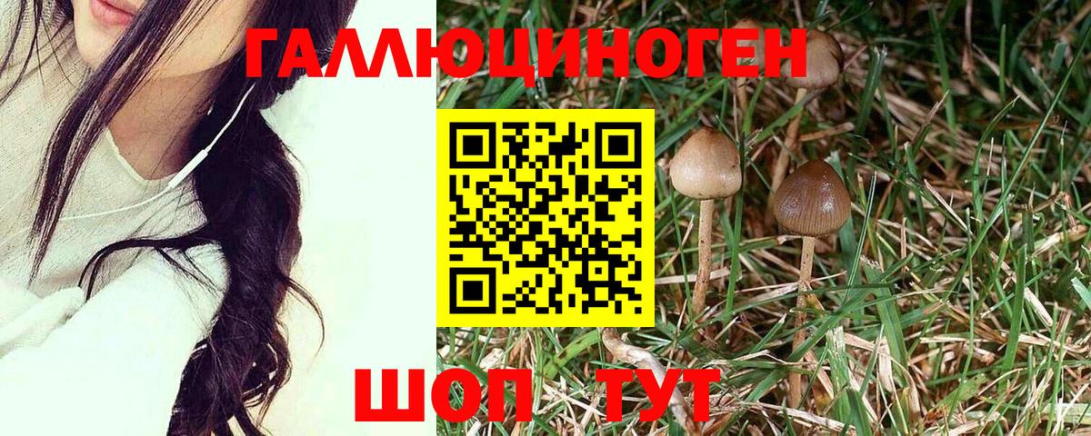 Чита  Псилоцибиновые грибы Psilocybe  Вход с VPN 